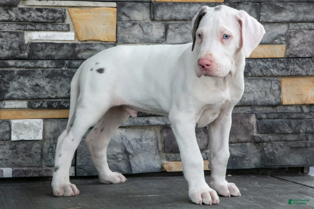 Great Dane dogs for sale: Dozer - Ad 1