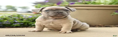 Pierre