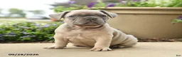 French Bulldog dogs for sale: Pierre - Ad 1