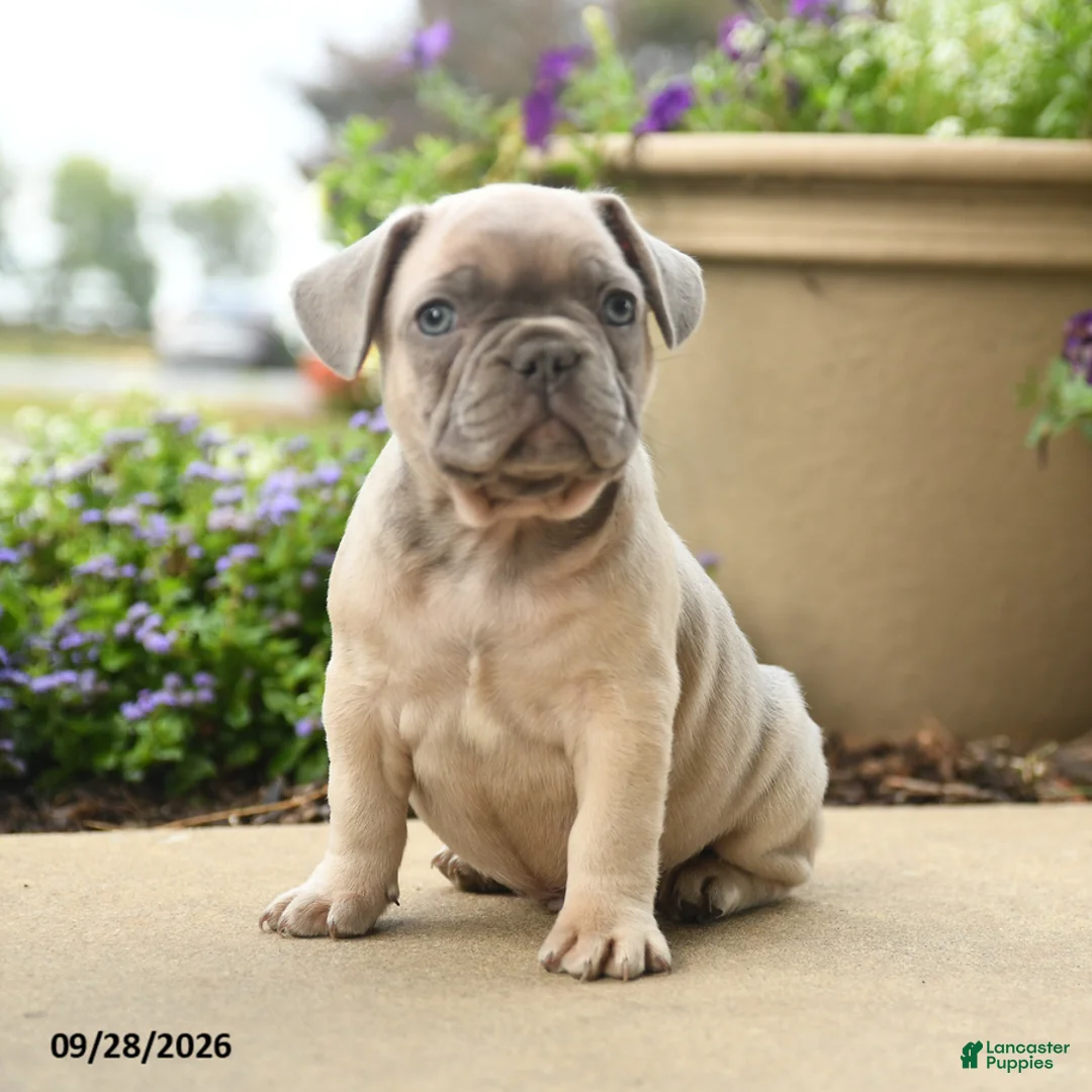 French Bulldog dogs for sale: Pierre - Ad 1