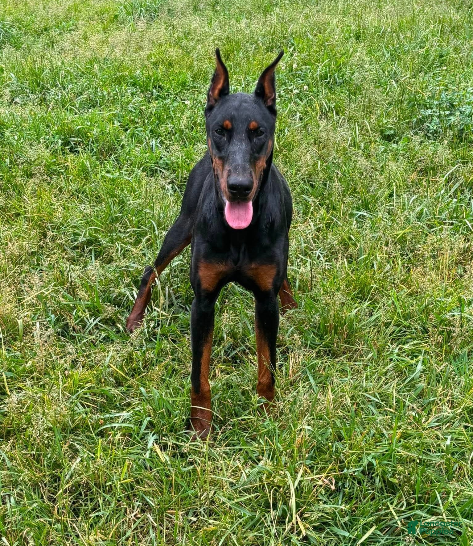 Doberman Pinscher dogs for sale: Rushka akc - Ad 5