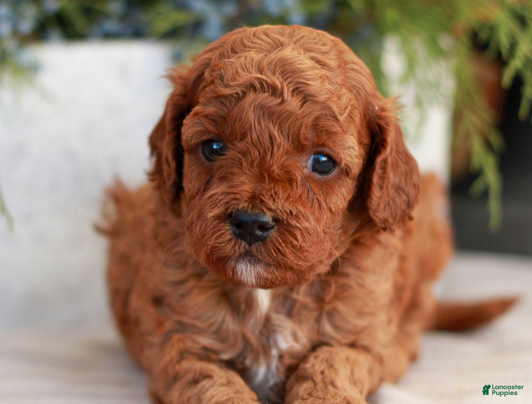 Cavapoo dogs for sale: Molly  - Ad 1