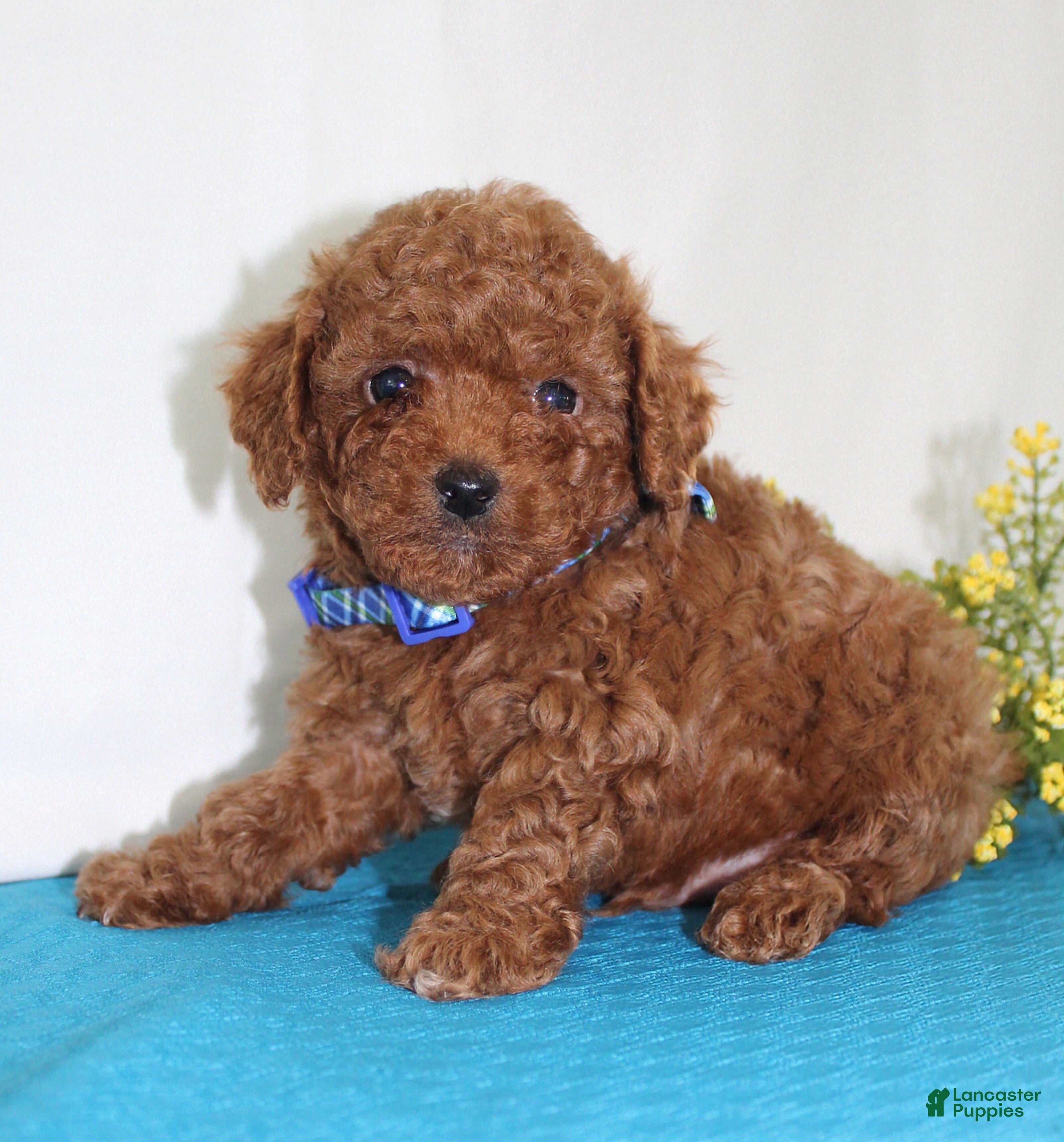 Toy Poodle dogs Teeny Tiny Milo, Full AKC - Ad 1