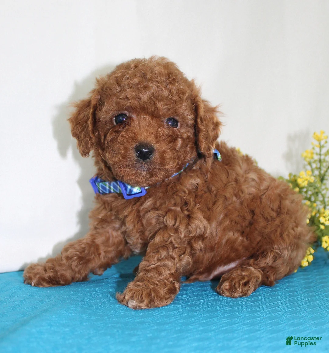 Toy Poodle dogs for sale: Teeny Tiny Milo, Full AKC - Ad 1