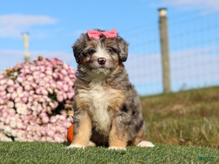 Mini Bernedoodle dogs - Ad 25