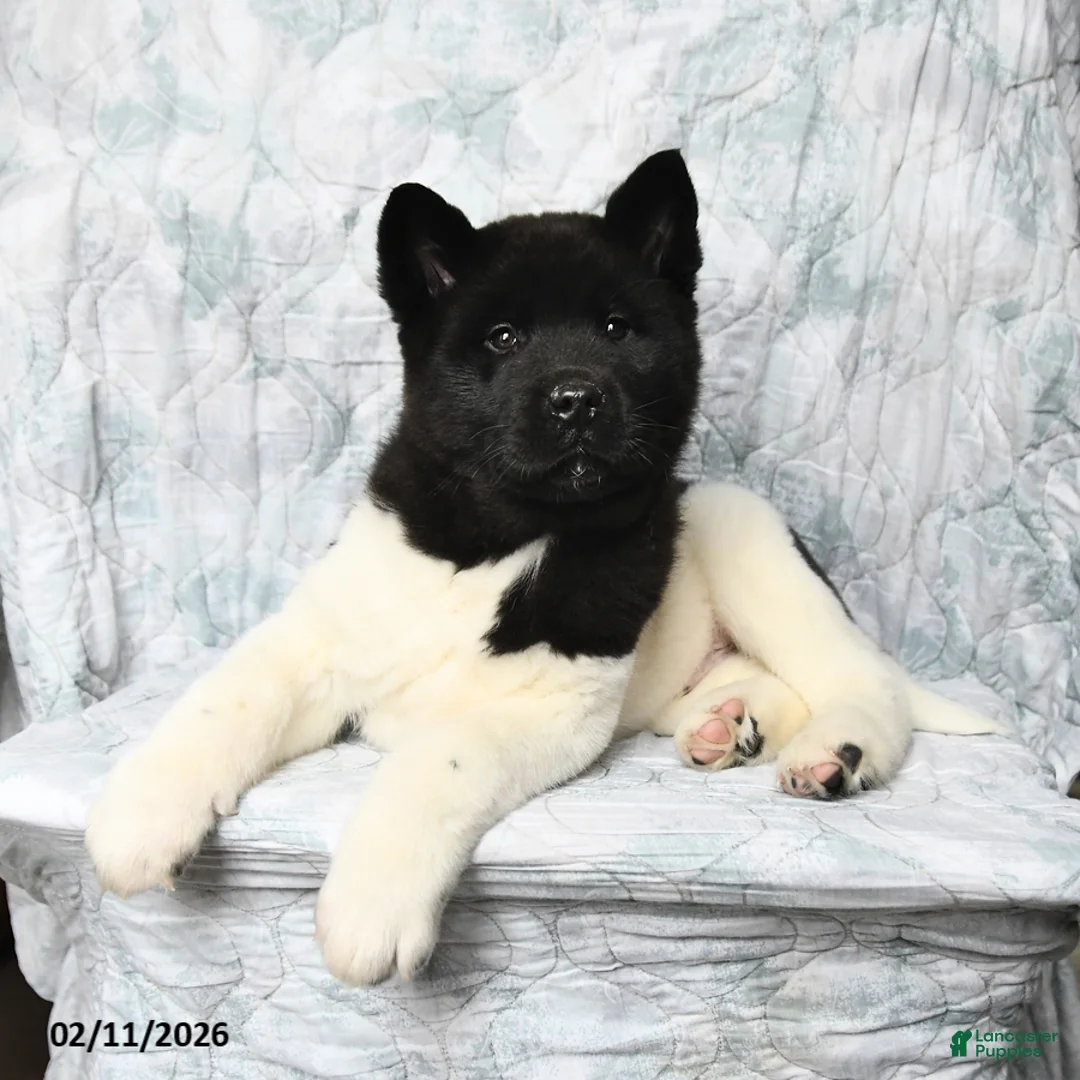 Akita dogs for sale: Oreo - Ad 4