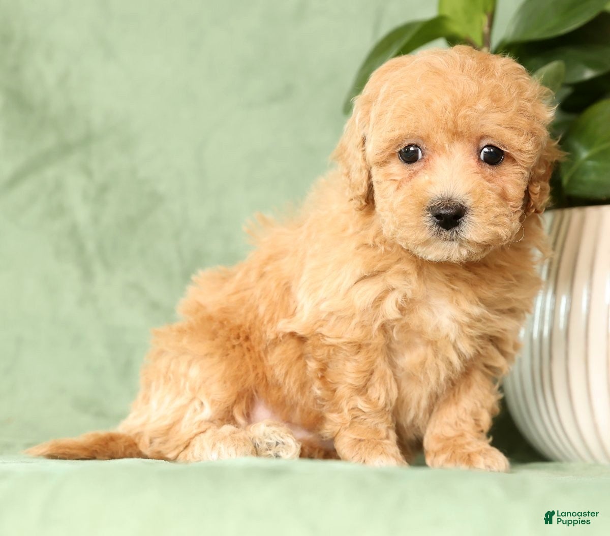 Bichpoo dogs Harper - Ad 24