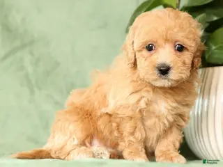 Bichpoo dogs Harper - Ad 3