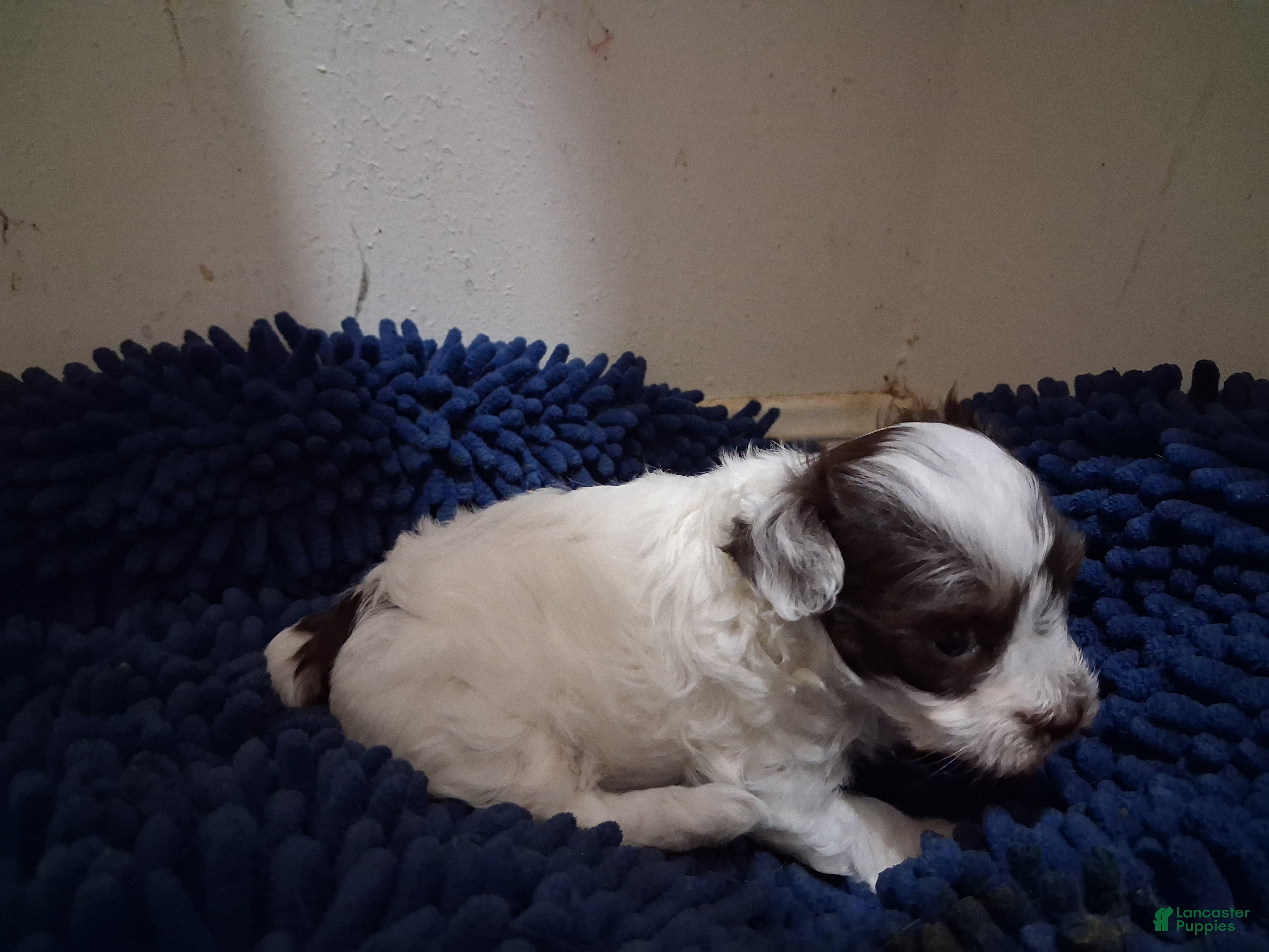 Yorkiepoo dogs Tammy - Ad 24