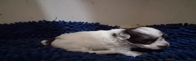 Tammy