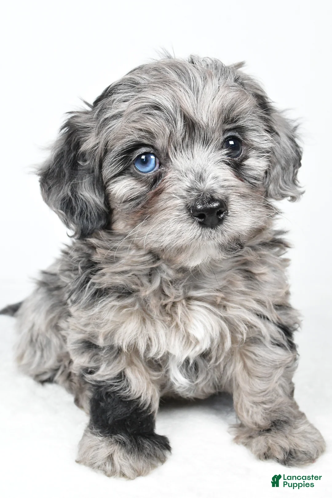 Yorkiepoo dogs for sale: River - Ad 2