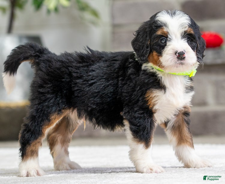 Mini Bernedoodle dogs Shadow - Ad 25