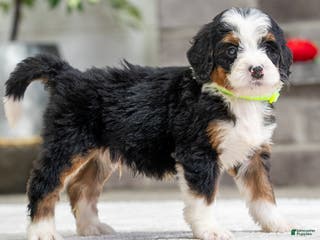 Mini Bernedoodle dogs Shadow - Ad 25
