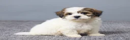 Teddy Bear dogs for sale: Lukas - Ad 3
