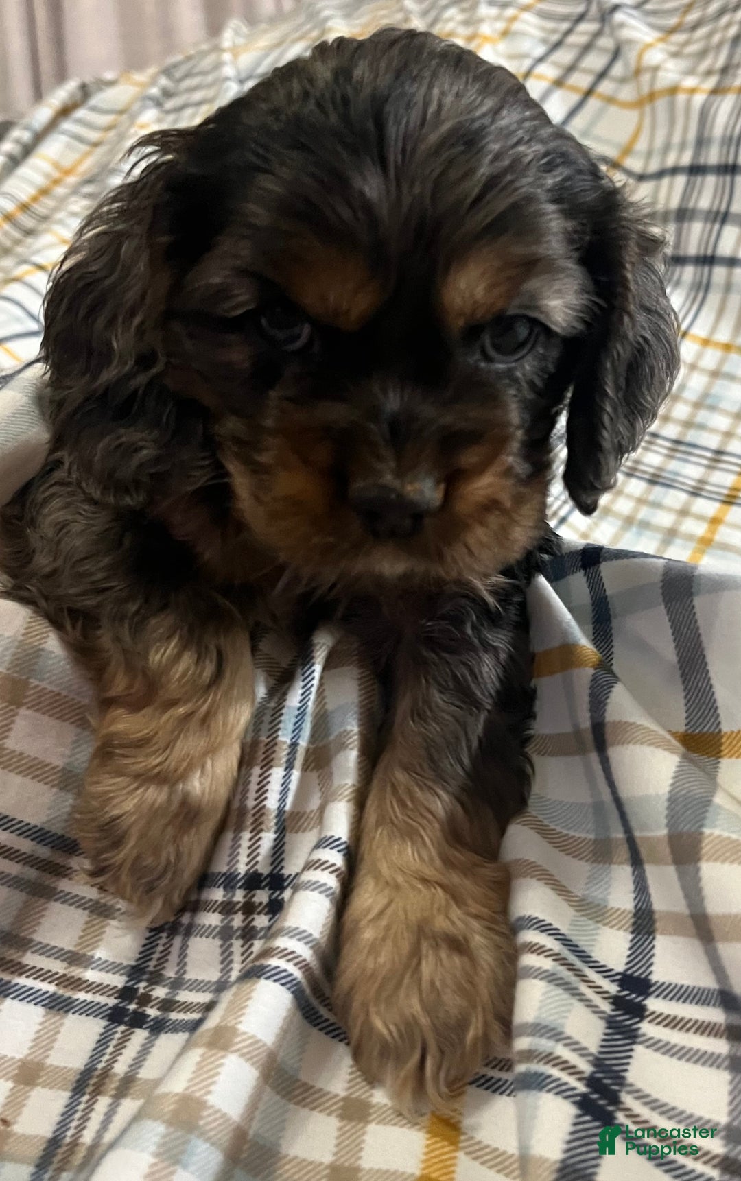 Cocker Spaniel dogs for sale: Fozzy  - Ad 2