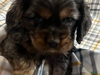 Cocker Spaniel dogs - Ad 1