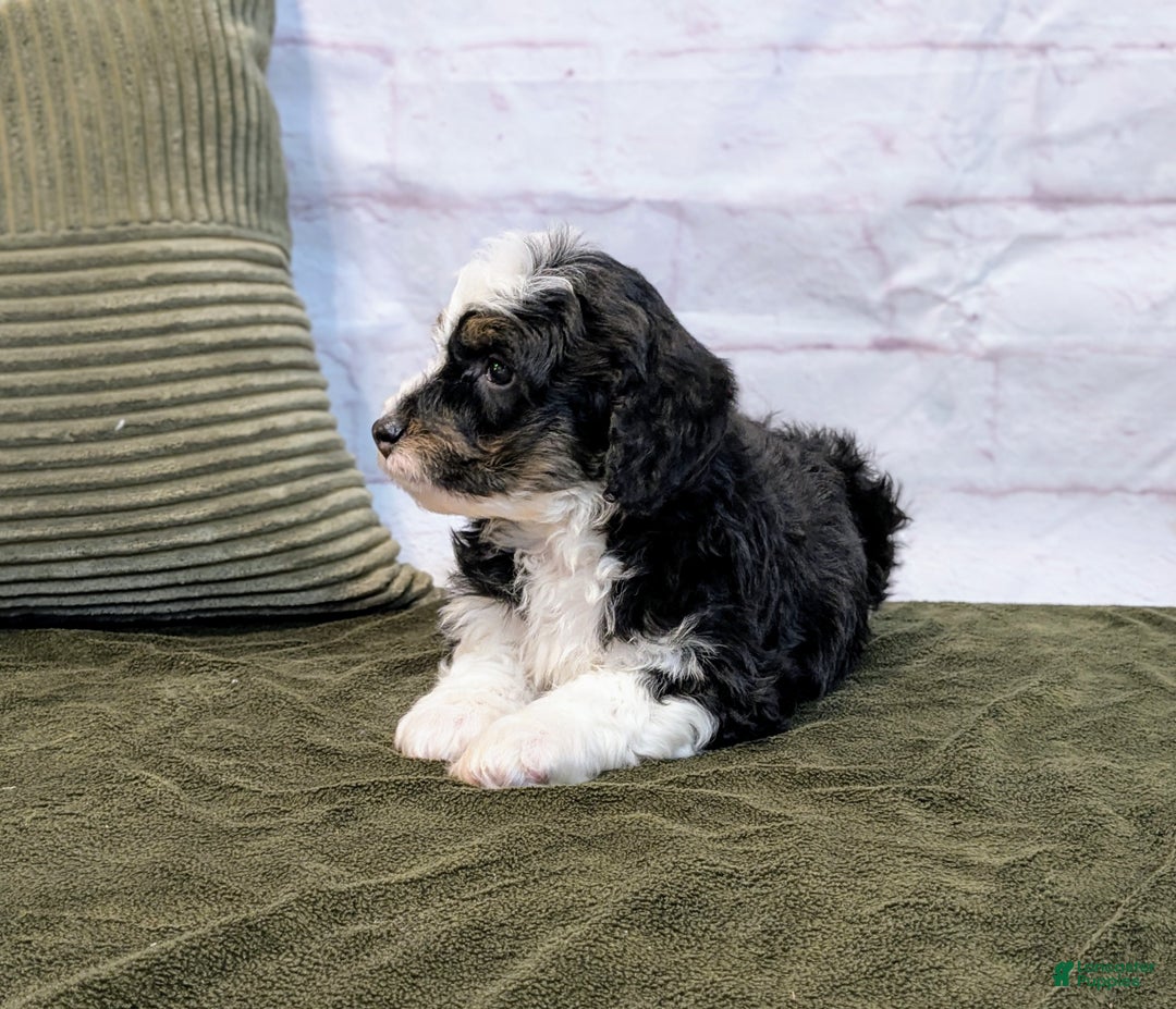 Mini Bernedoodle dogs for sale: Lana - Ad 4