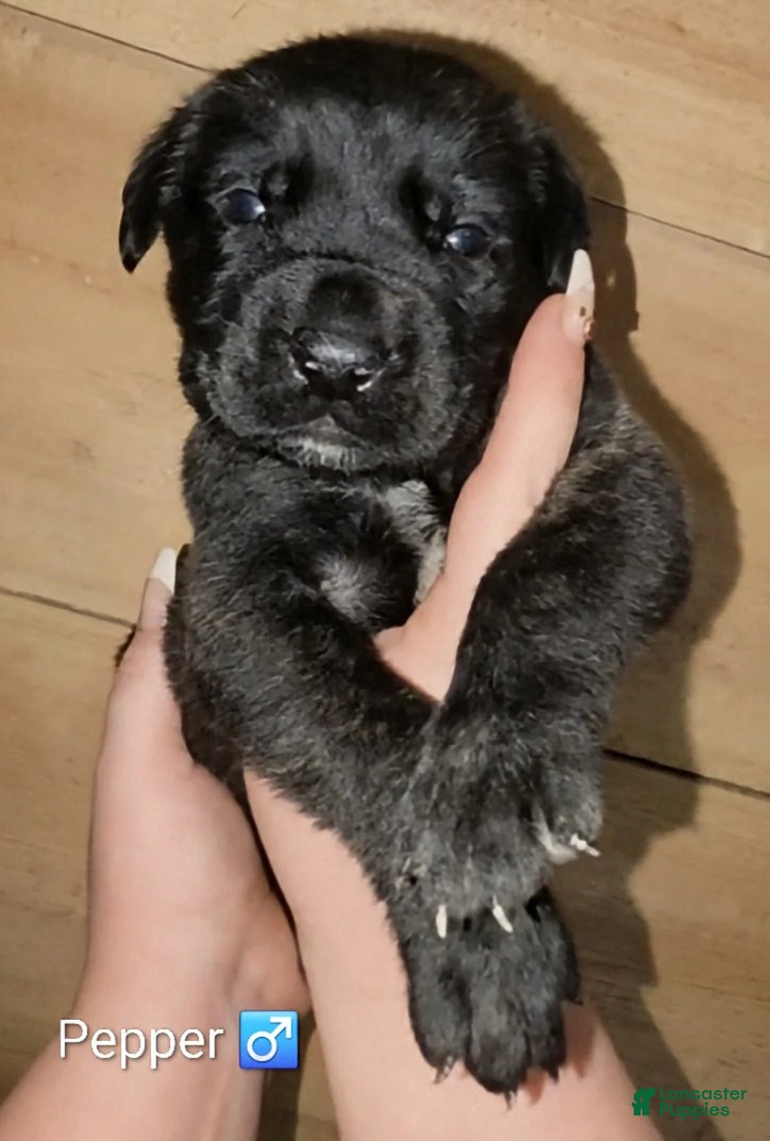 English Mastiff dogs for sale: Pepper  - Ad 1