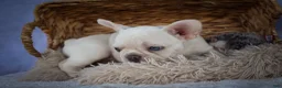 French Bulldog dogs for sale: Tulip🩷  - Ad 7
