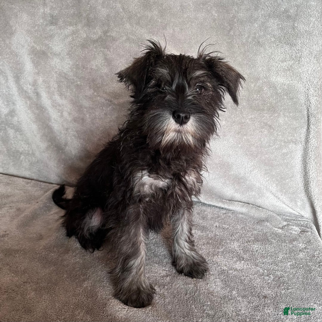 Miniature Schnauzer dogs for sale: Rudolph - Ad 2