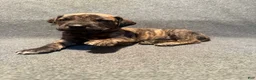Great Dane dogs for sale: Light blue collar - Ad 2