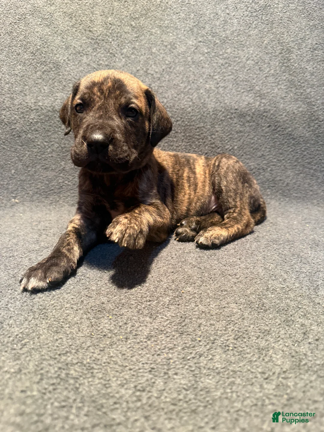 Great Dane dogs for sale: Light blue collar - Ad 2