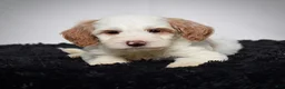 Mini Goldendoodle dogs for sale: Ms. Ashley - Ad 4