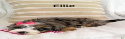 Bernedoodle dogs for sale: Bernedoodle Puppy 3 - Ad 4