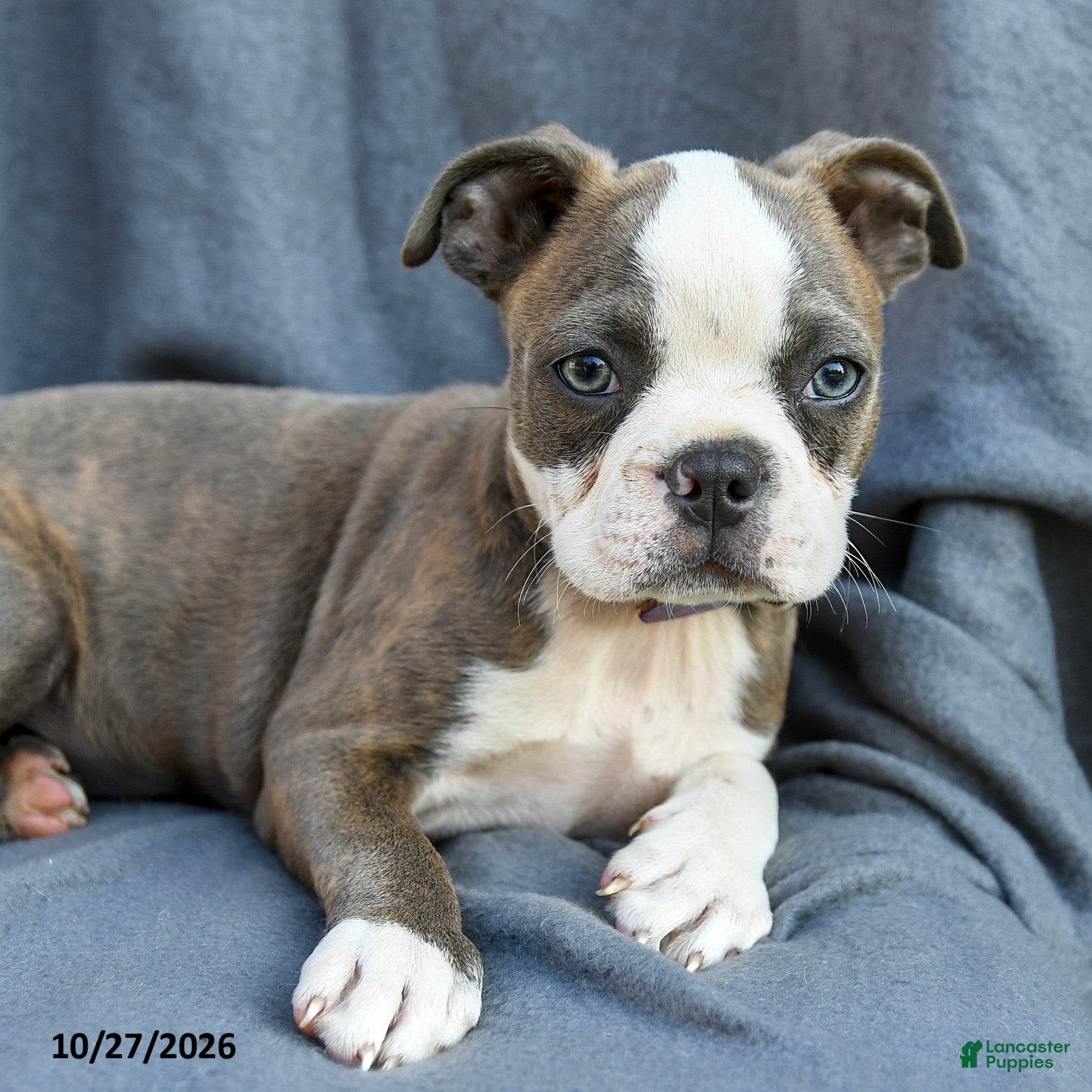 Boston Terrier dogs for sale: Aurora - Ad 2