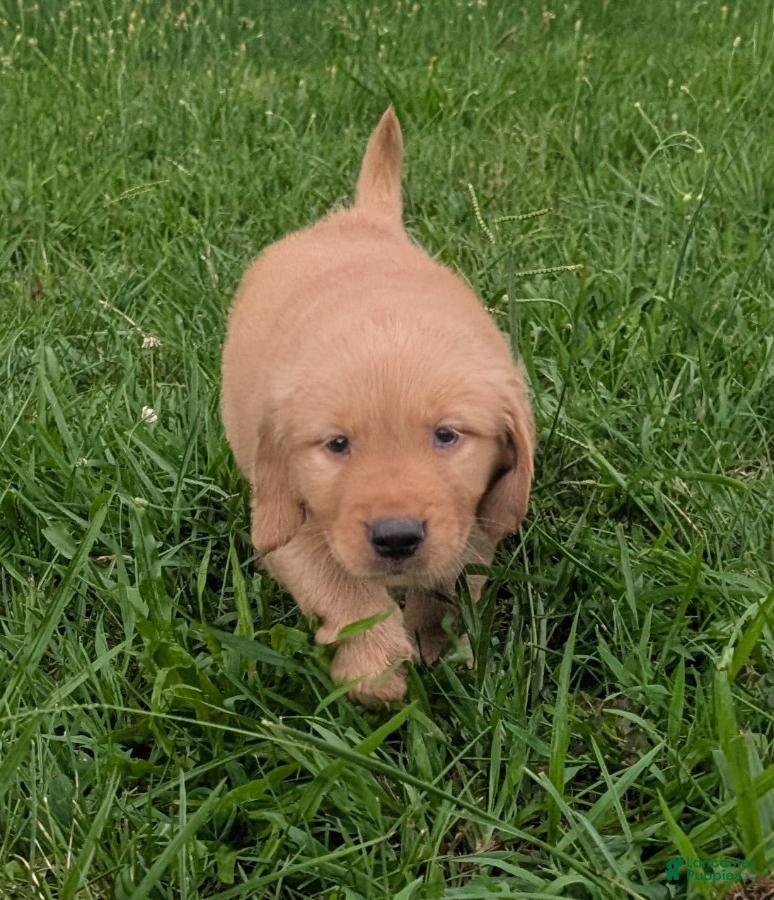 Golden Retriever dogs Cooper - Ad 2