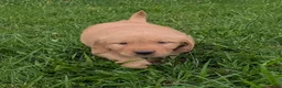 Golden Retriever dogs for sale: Cooper - Ad 5