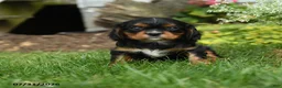 Cavalier King Charles Spaniel dogs for sale: Malibu - Ad 3