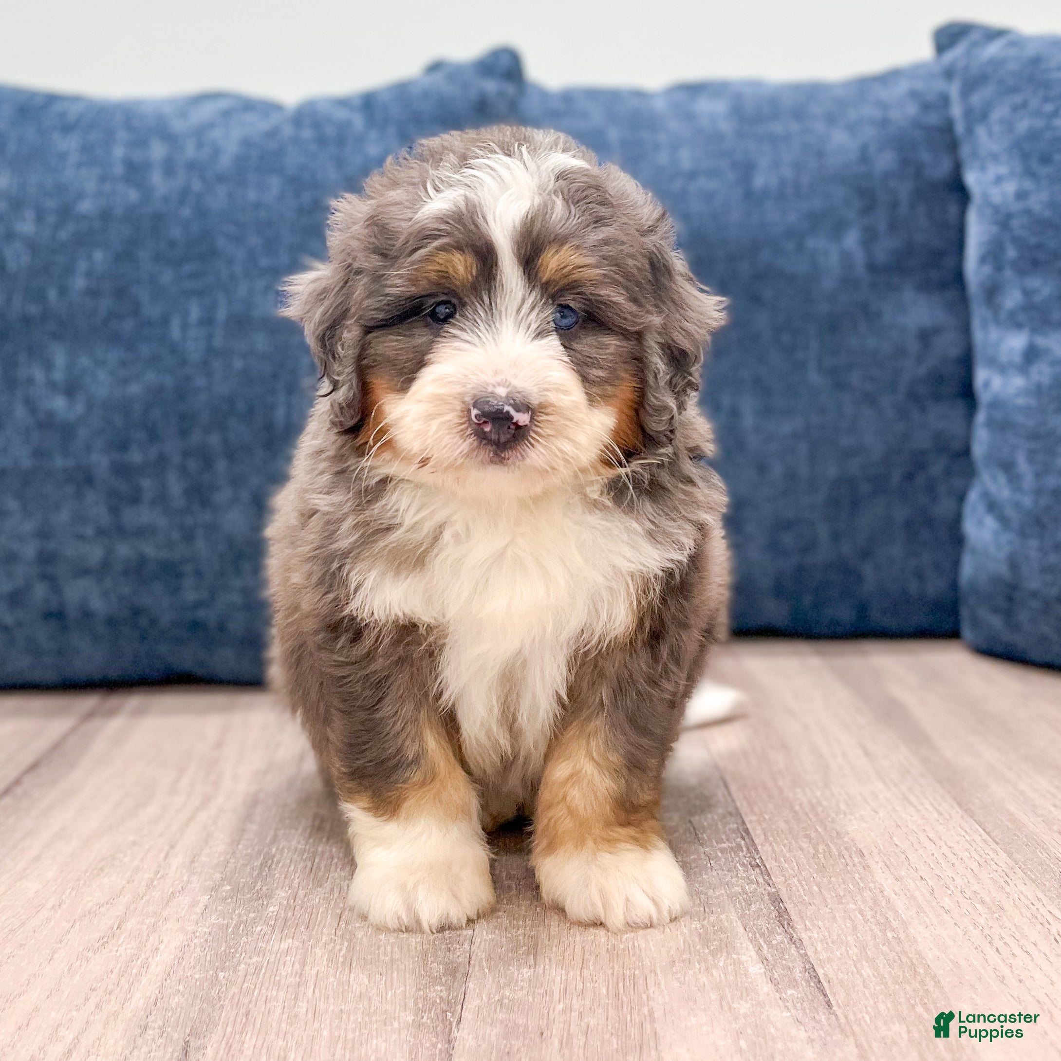 Mini Bernedoodle dogs Blaze - Ad 1