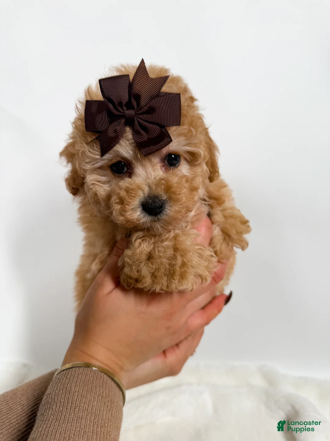 Toy Poodle dogs for sale: Teacup Ginger   - Ad 1