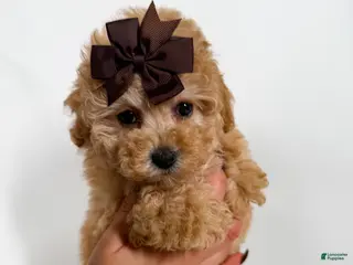 Toy Poodle dogs Teacup Ginger - Ad 41