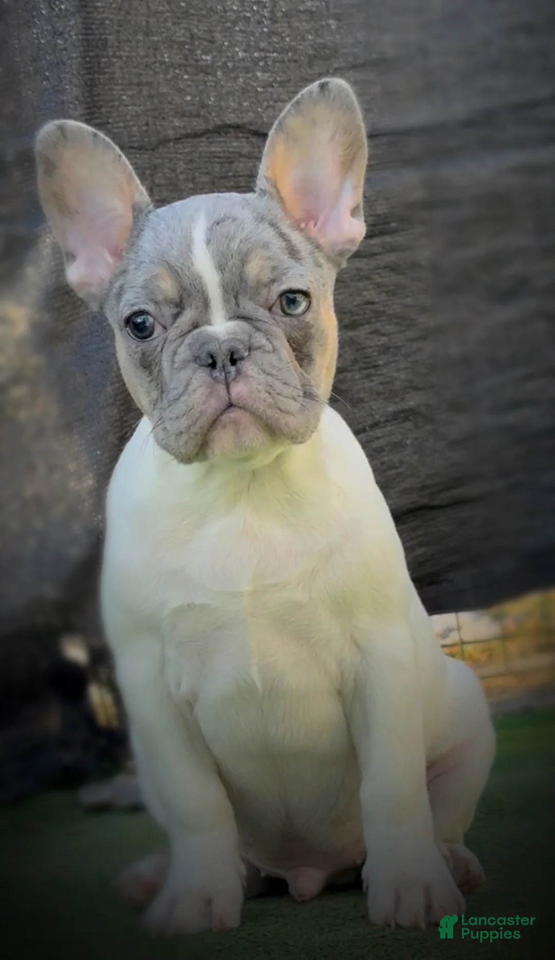 French Bulldog dogs for sale: Cupid  - Ad 2