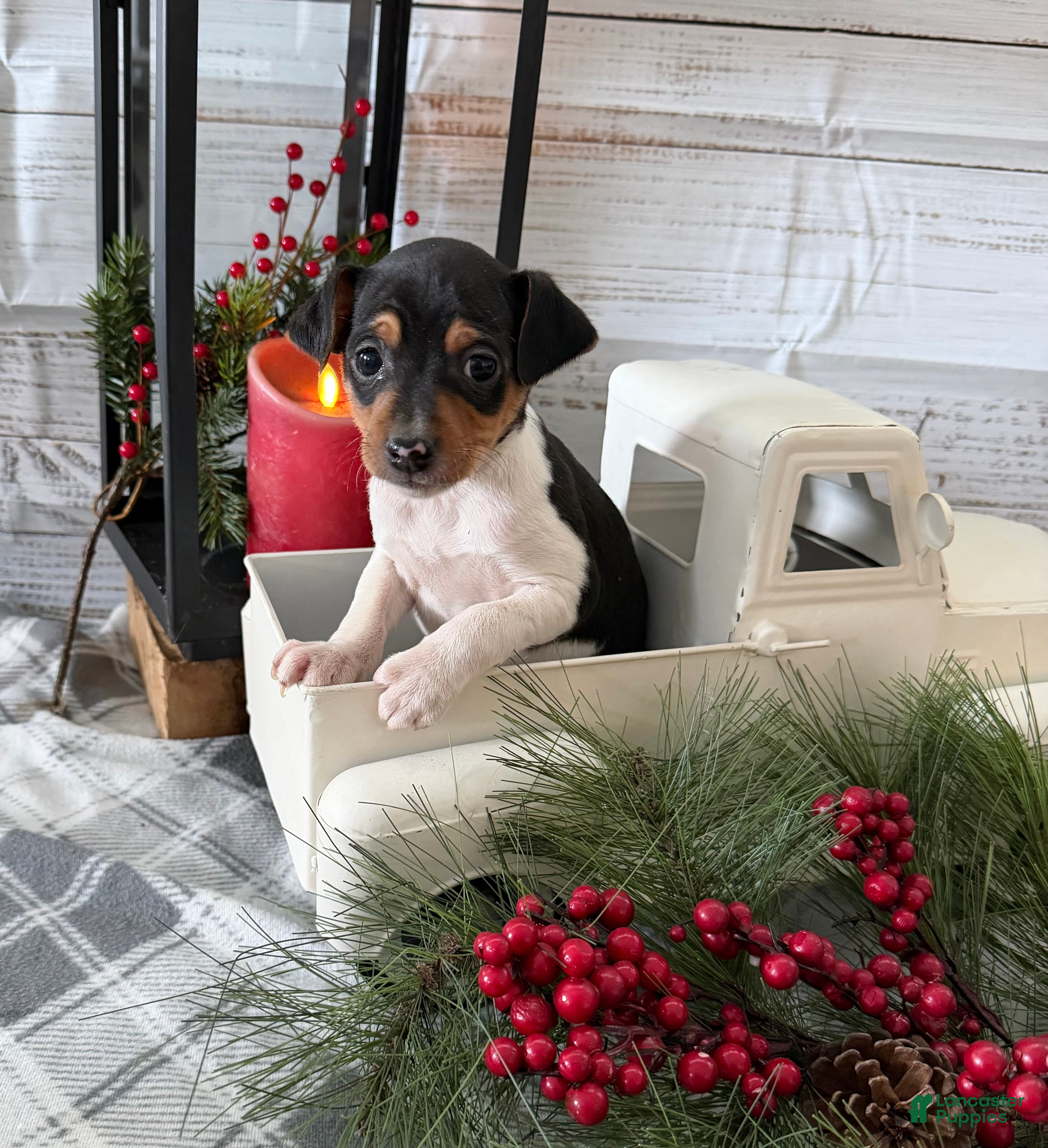 Toy Fox Terrier dogs Tubby - Ad 9