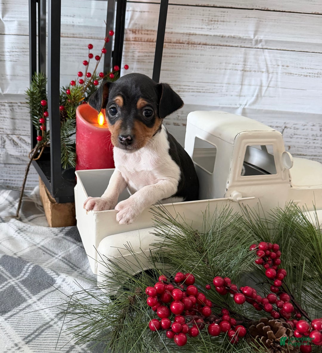 Toy Fox Terrier dogs for sale: Tubby - Ad 1