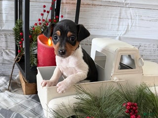 Toy Fox Terrier dogs Tubby - Ad 7