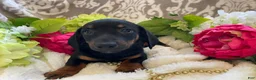 Miniature Dachshund dogs for sale: Prince - Ad 11