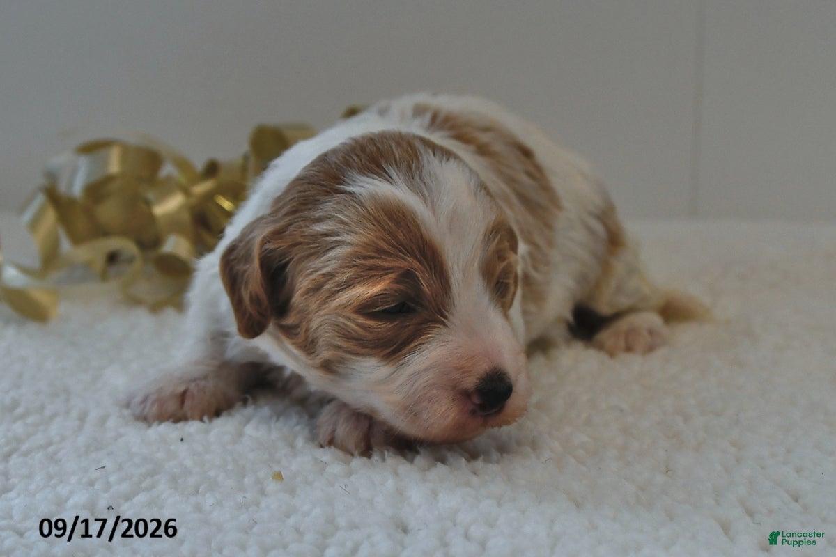 Mini Goldendoodle dogs Bo  - Ad 1