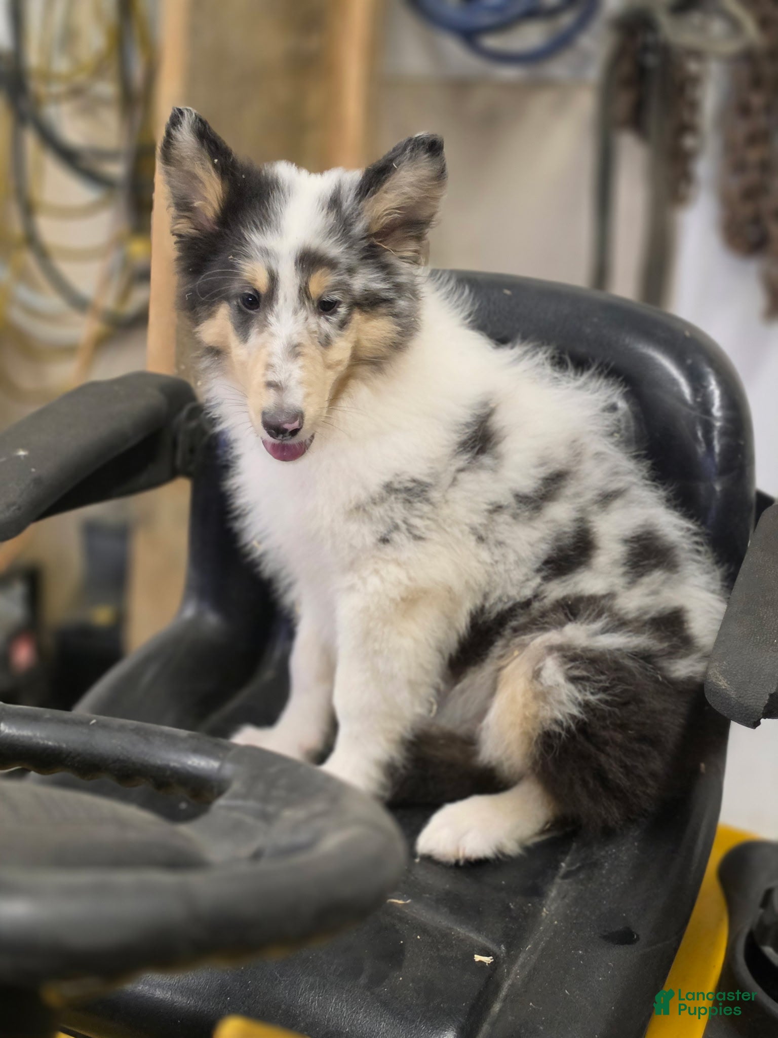 Collie dogs for sale: Larry - Ad 2