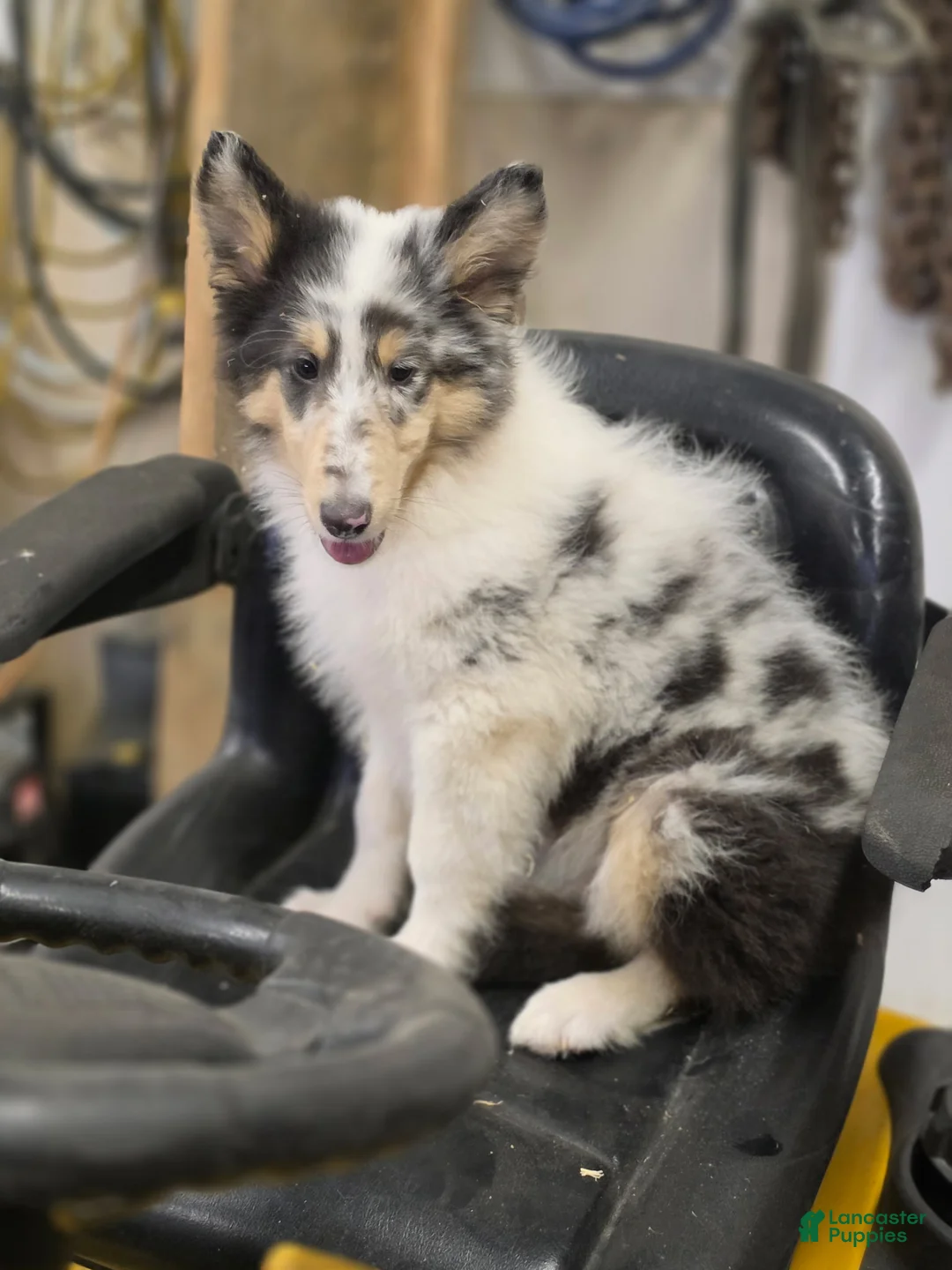 Collie dogs for sale: Larry - Ad 1