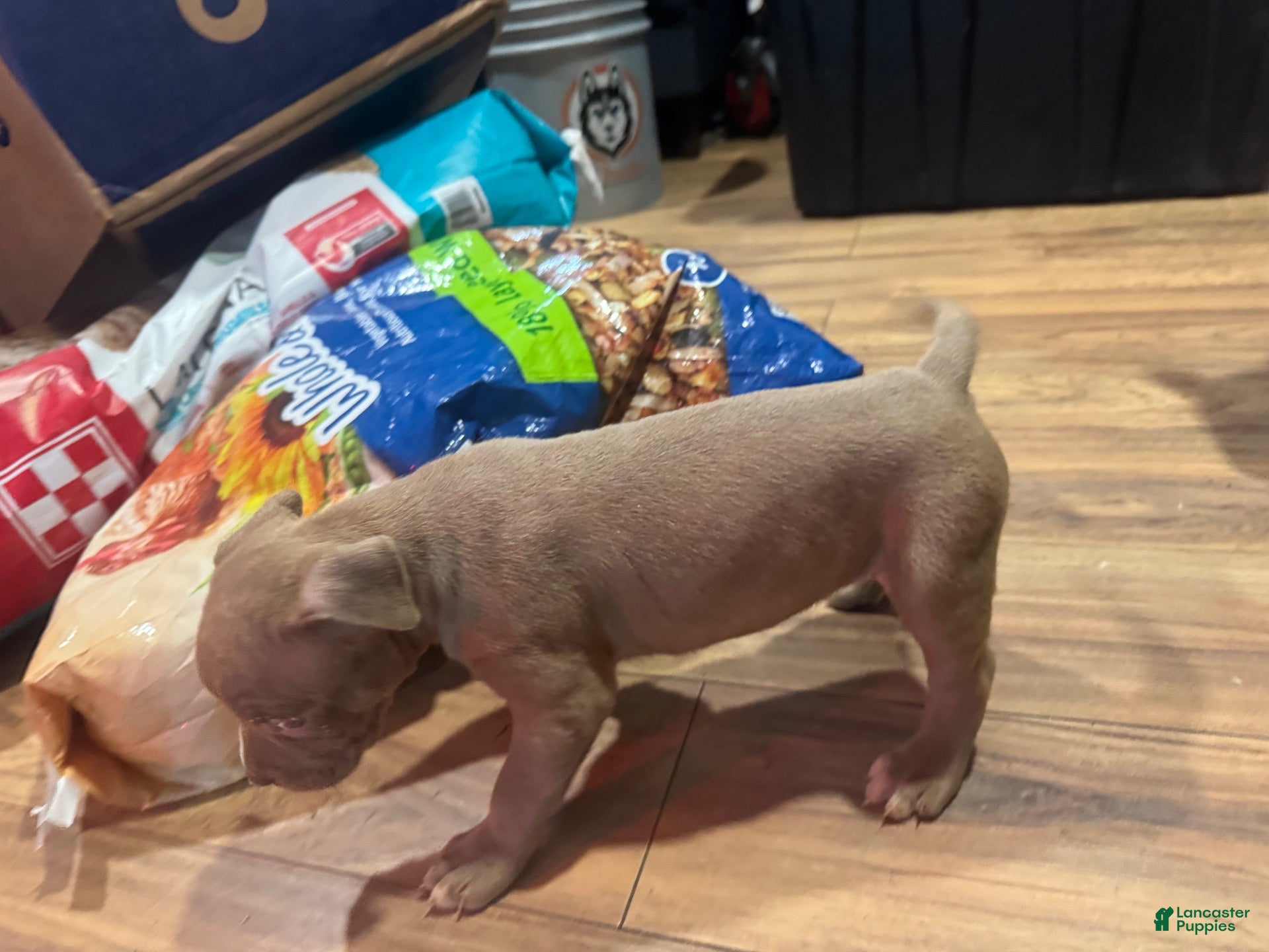 American Bully dogs American Bully 8 - Ad 2