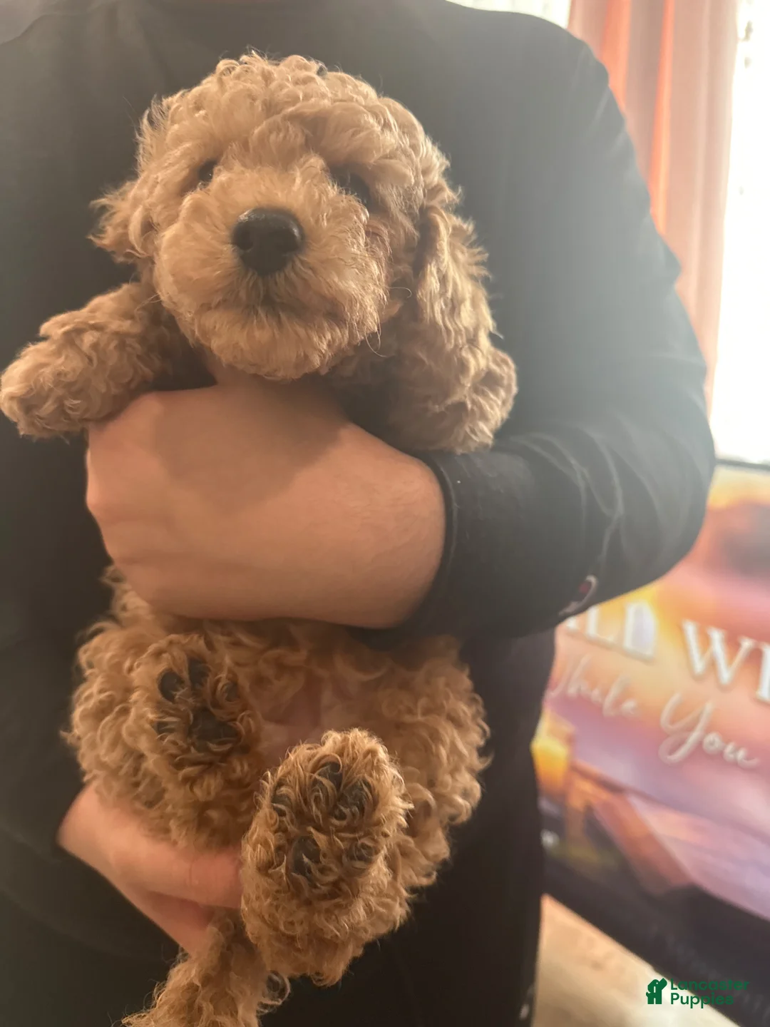 Mini Goldendoodle dogs for sale: Mini Goldendoodle Puppy 3 - Ad 6