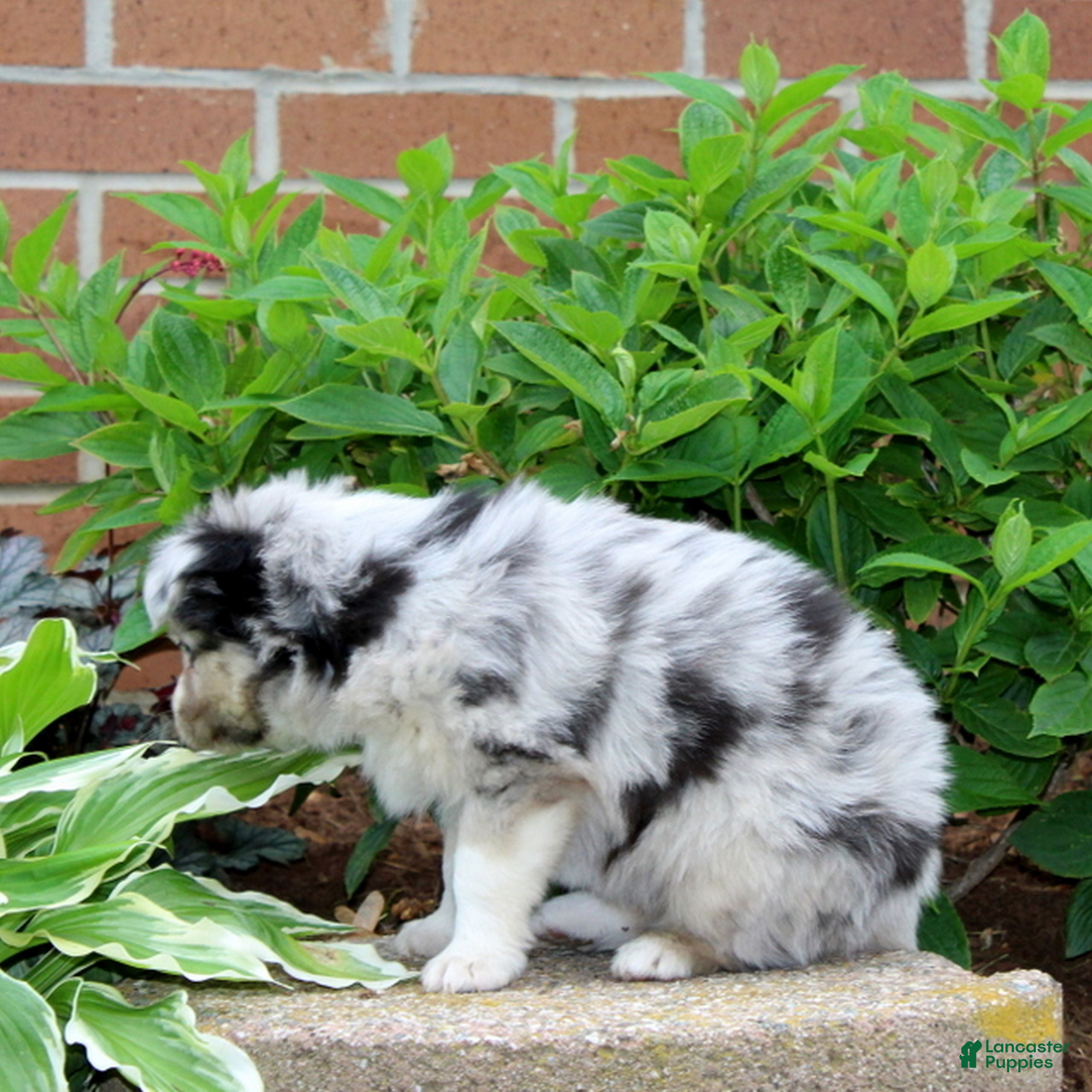 Miniature Australian Shepherd dogs Fern  - Ad 2