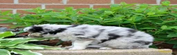 Miniature Australian Shepherd dogs for sale: Fern  - Ad 2