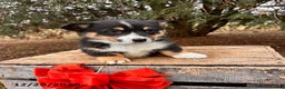 Welsh Corgi Pembroke dogs for sale: Charlie - Ad 2