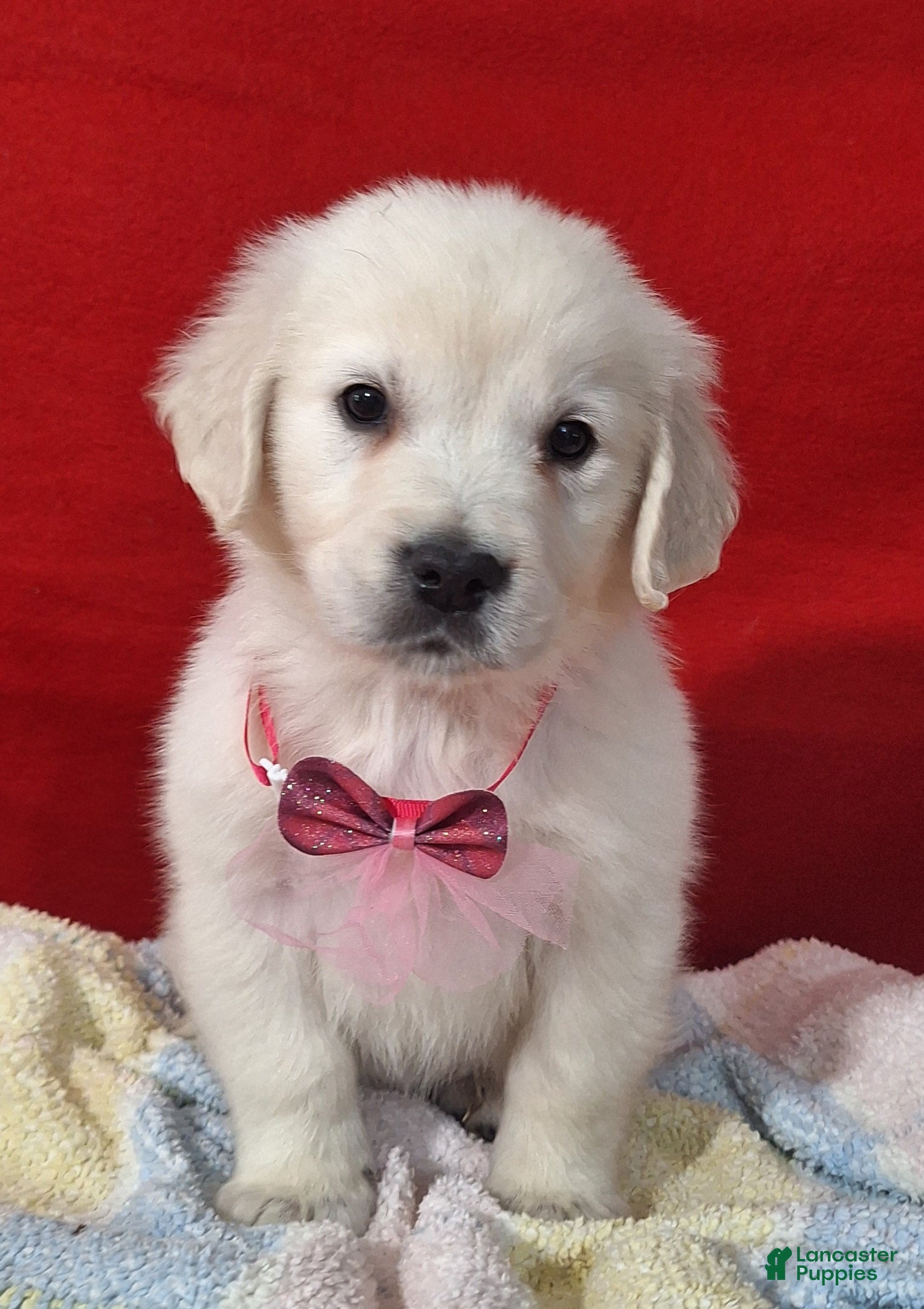 Golden Retriever dogs Brooklyn - Ad 34