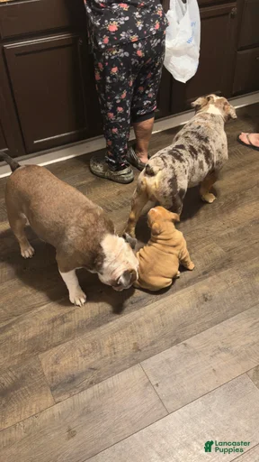 Gallery Image {{count}}